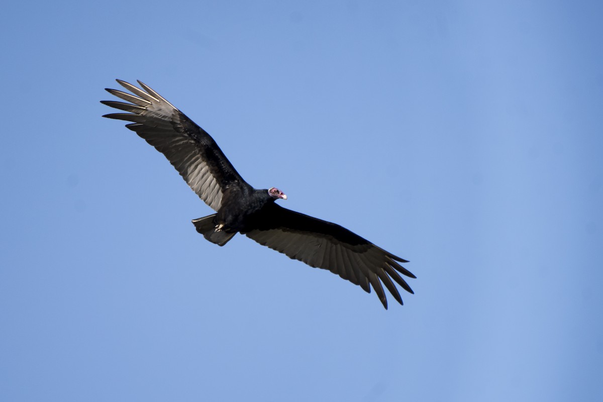 Turkey Vulture - ML173401971