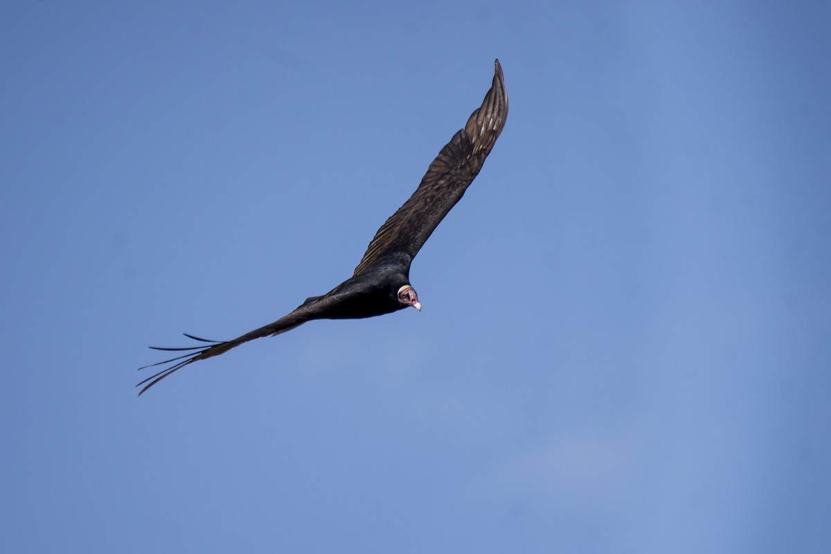 Turkey Vulture - ML173401981