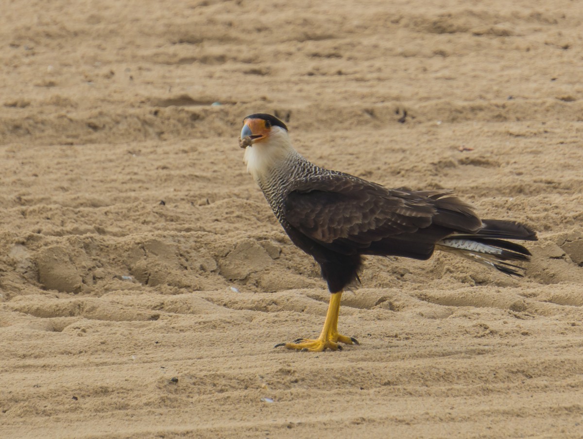 Crested Caracara (Southern) - ML173403411