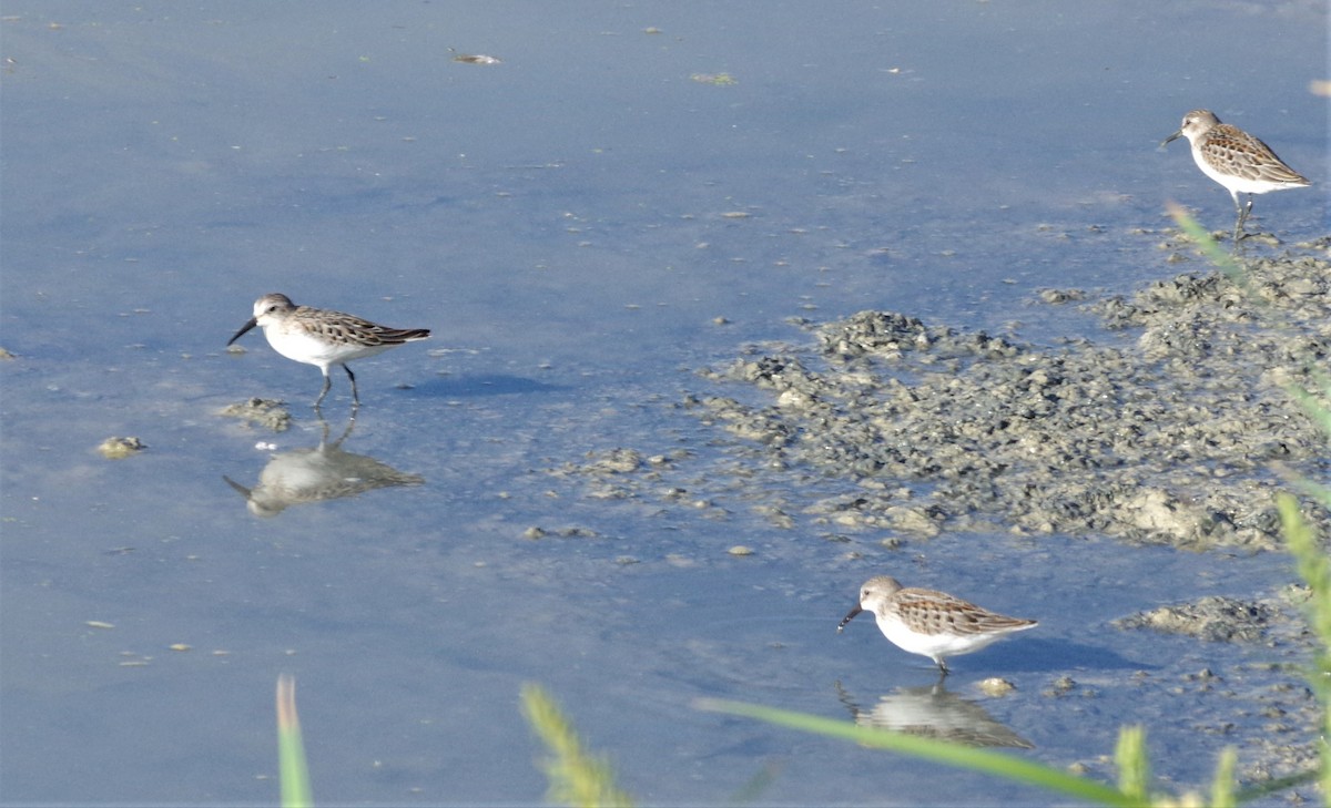 Western Sandpiper - ML173404411