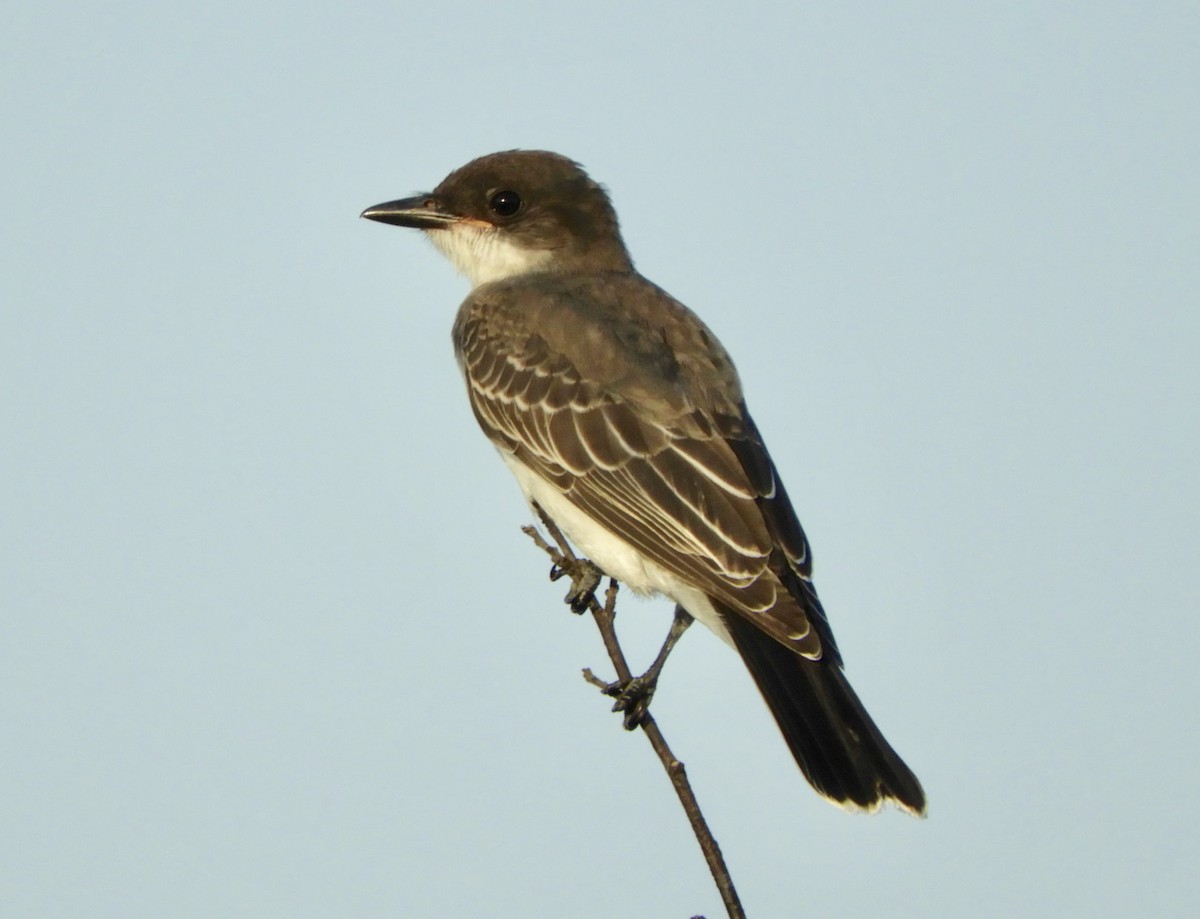 Eastern Kingbird - ML173404541