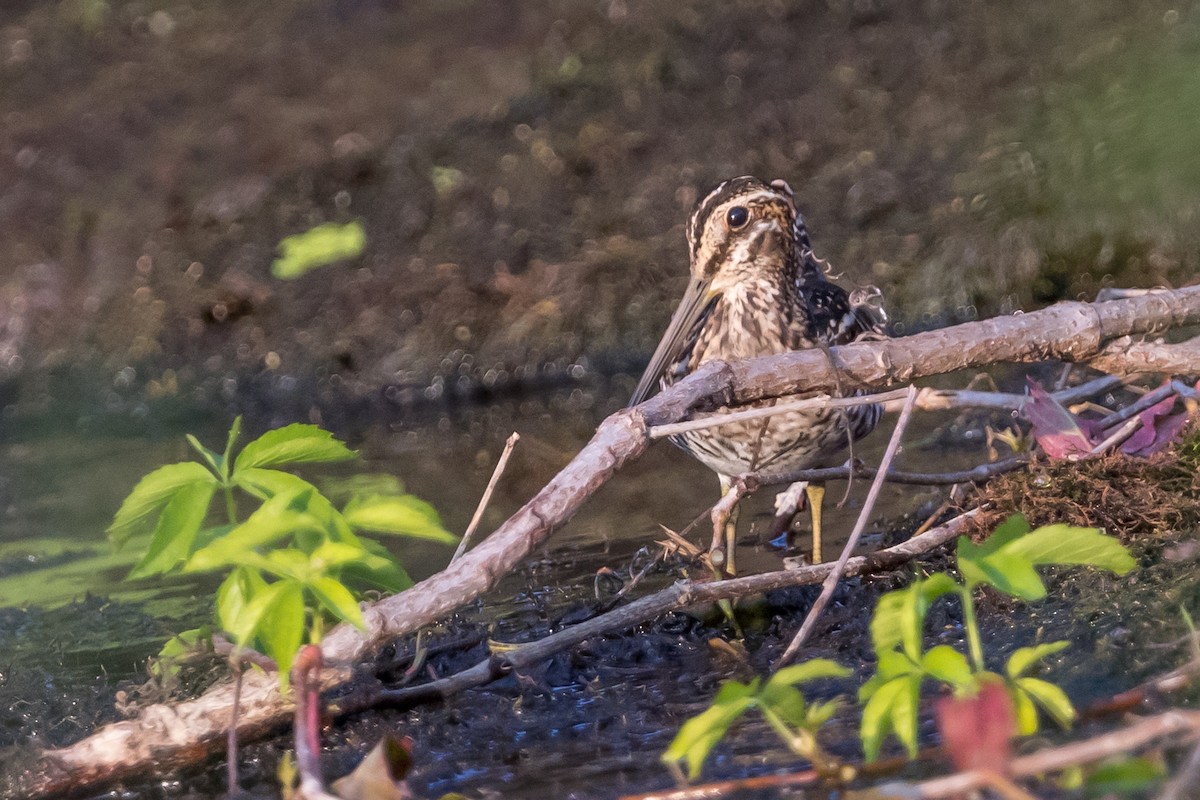 Wilsonbekassine - ML173405431