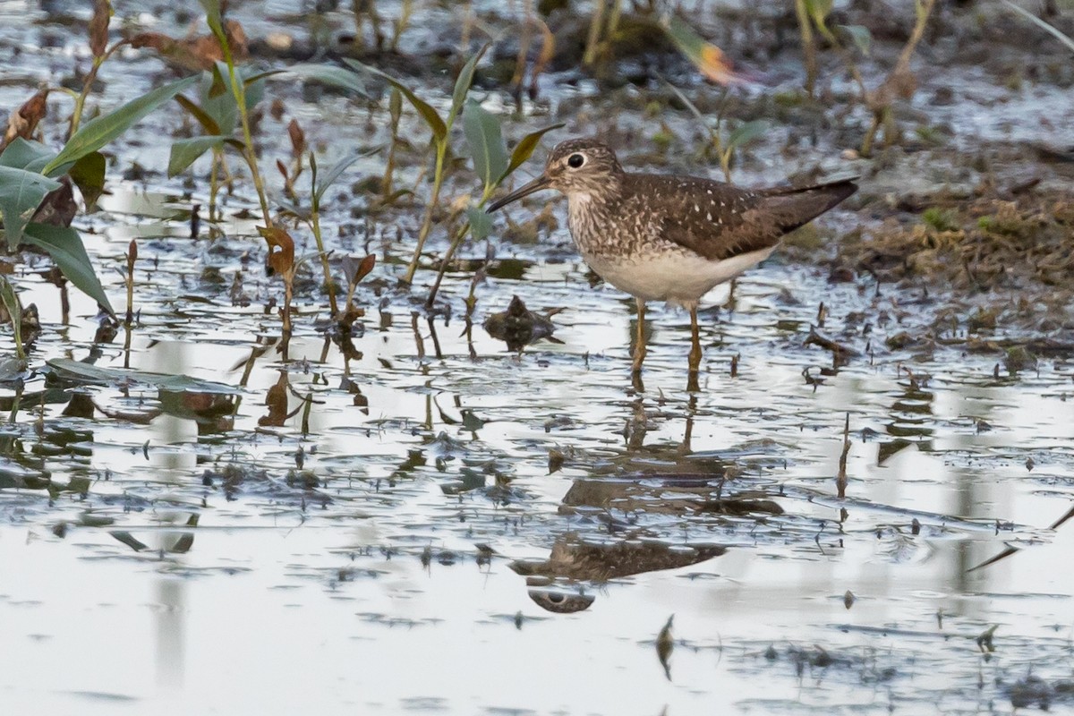 Einsiedelwasserläufer - ML173405451