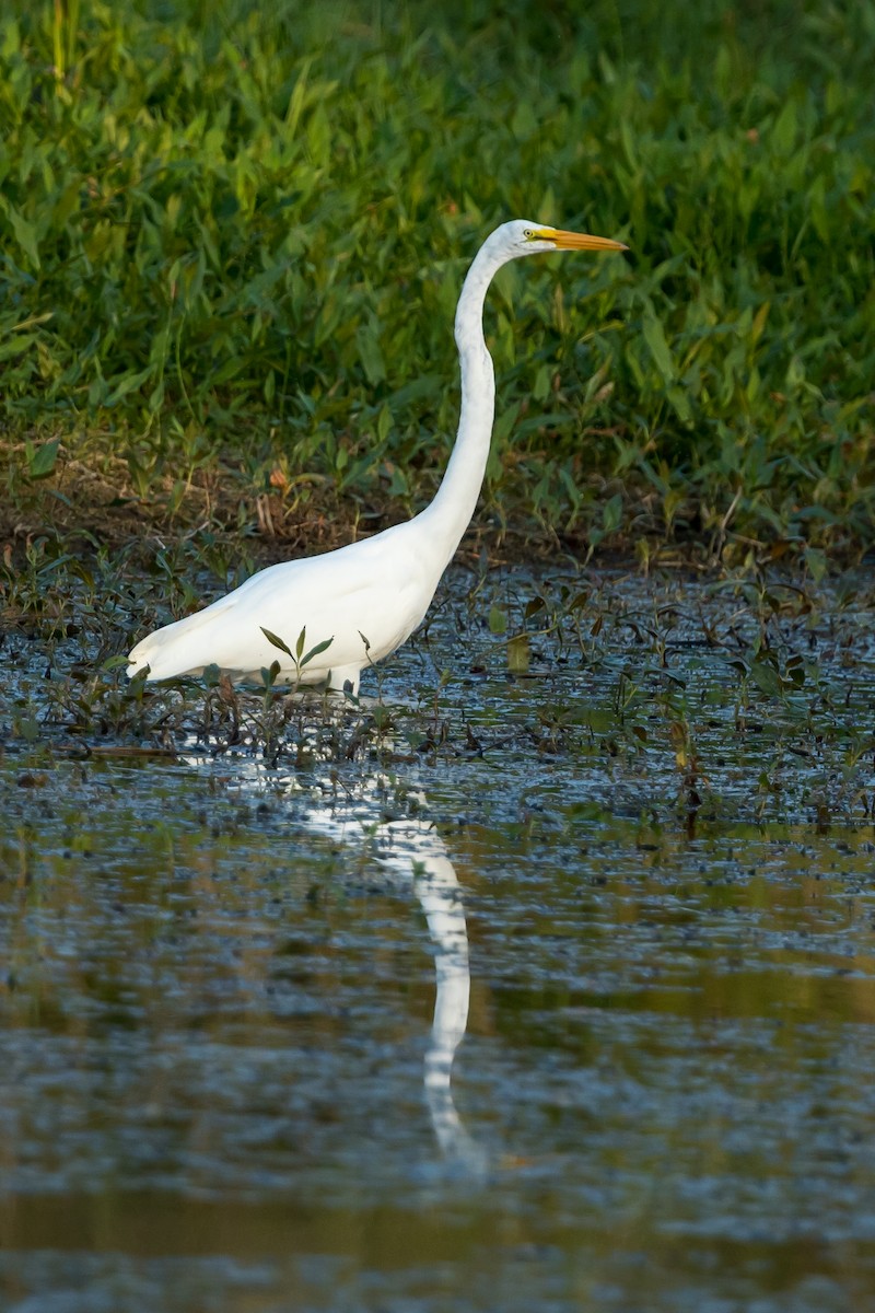 Silberreiher - ML173405511