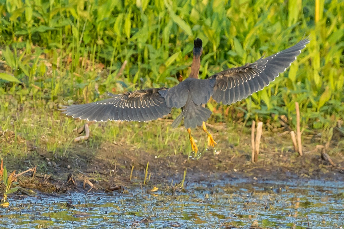 Grünreiher - ML173405531