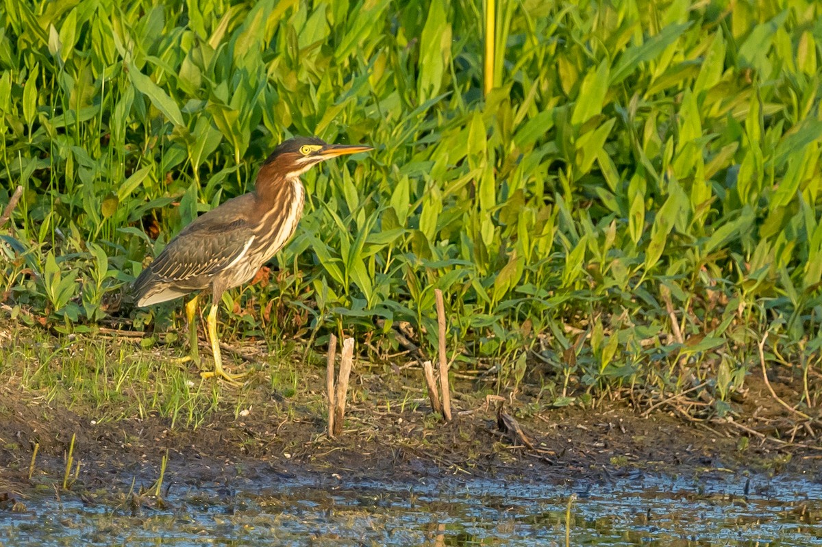 Grünreiher - ML173405541