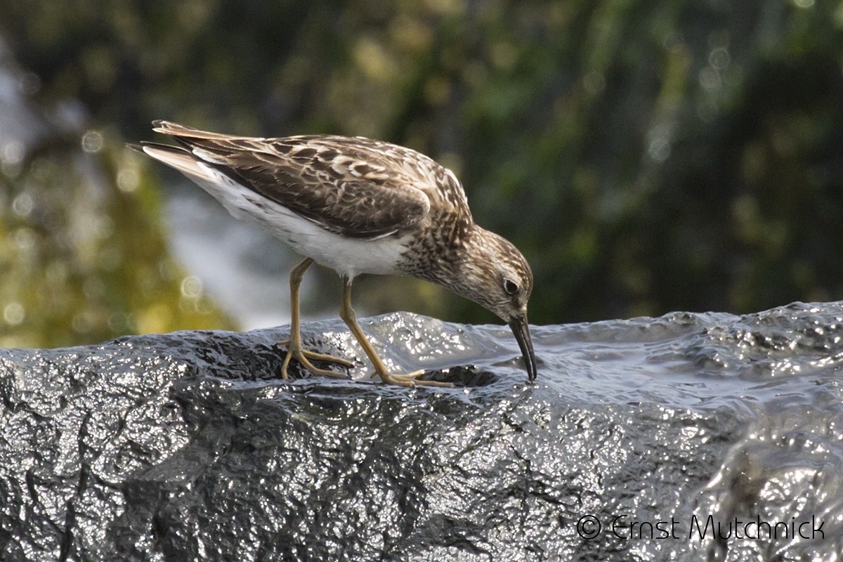 Least Sandpiper - ML173405801