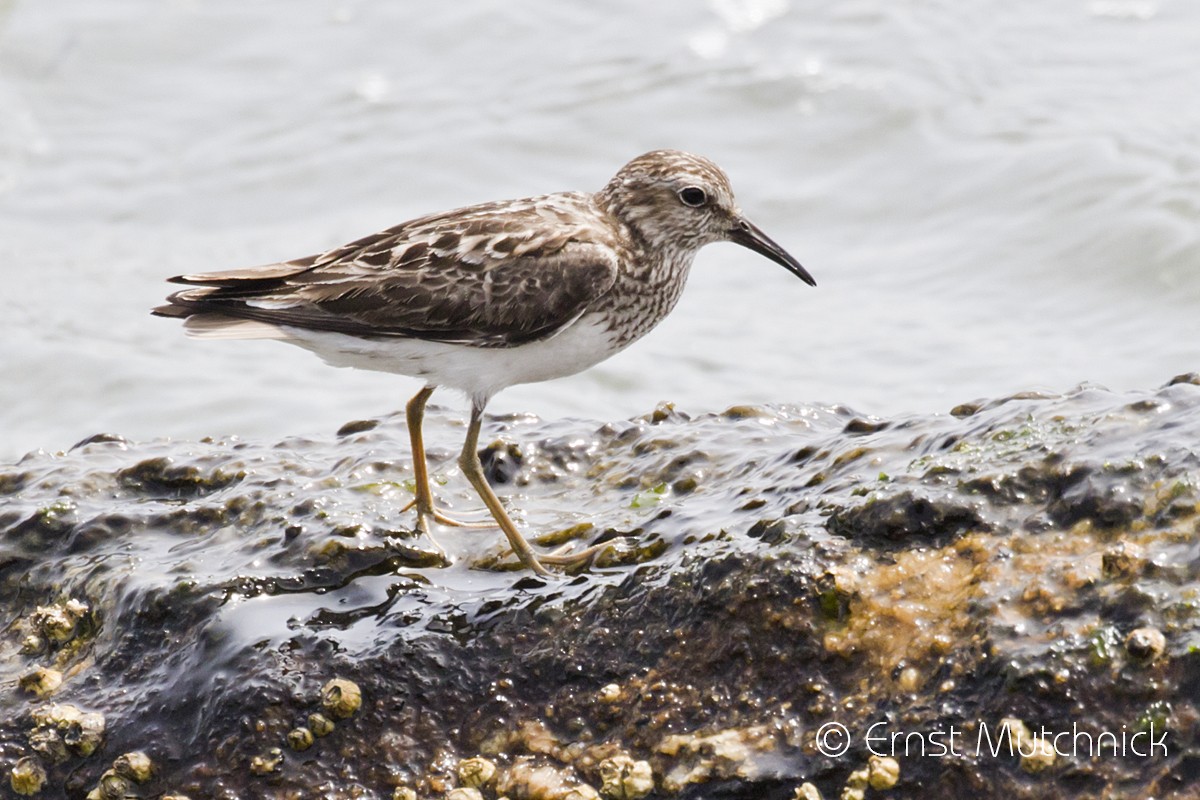 Least Sandpiper - ML173405821