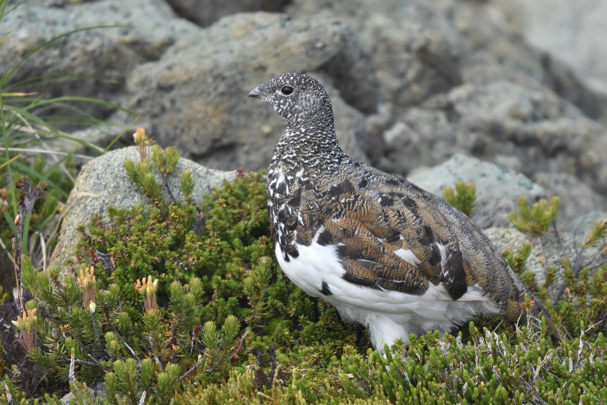 White-tailed Ptarmigan - ML173406651