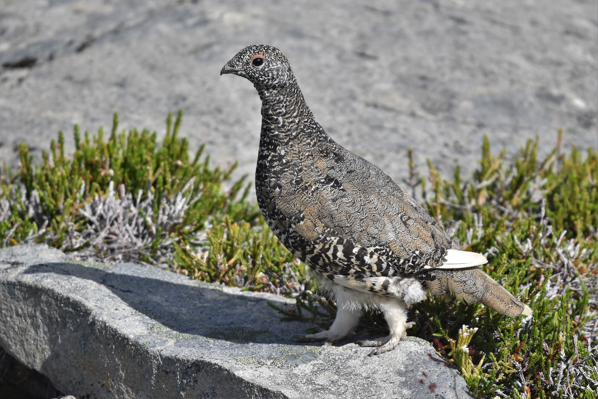 White-tailed Ptarmigan - Braden Judson