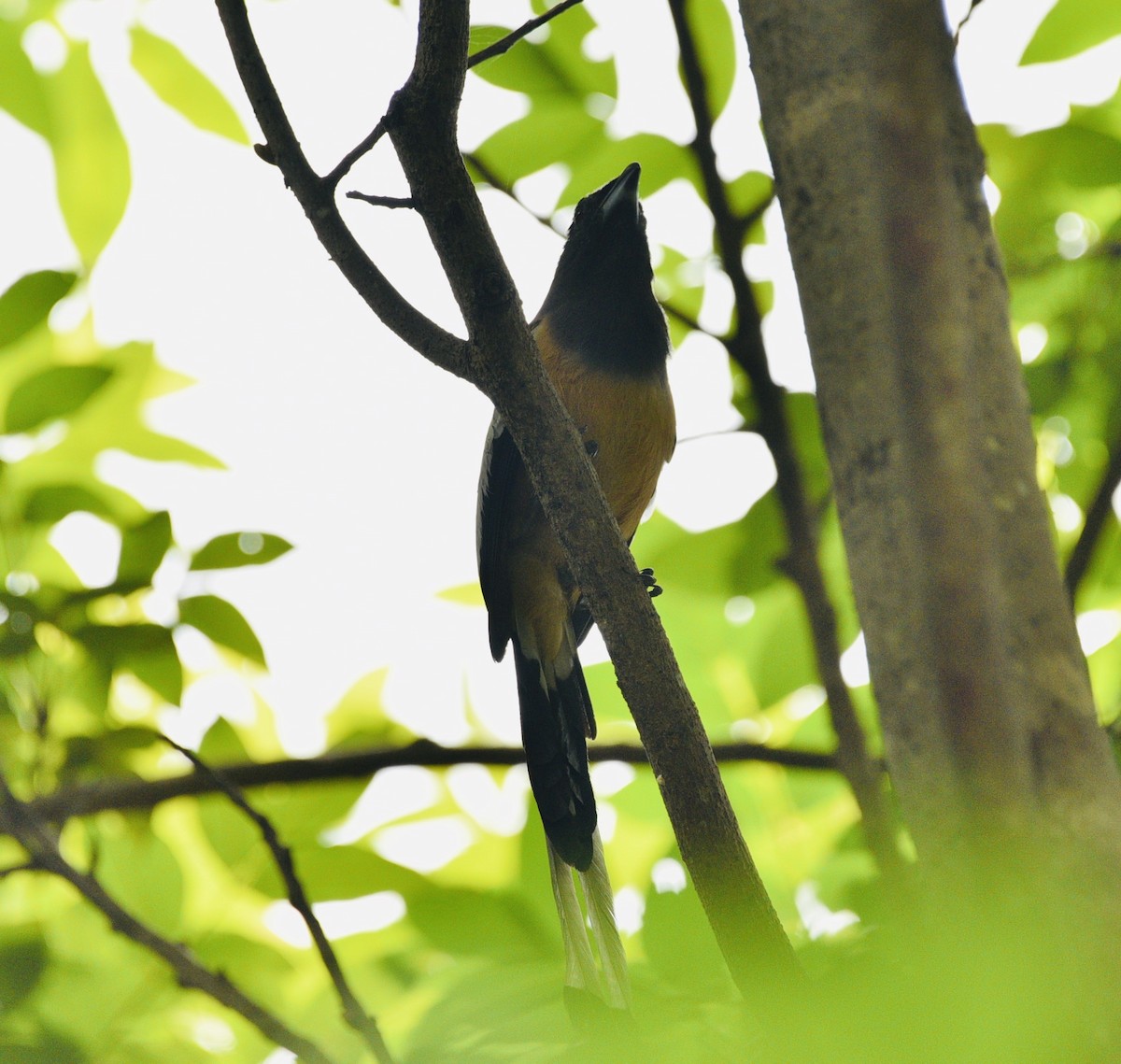 Rufous Treepie - ML173408621