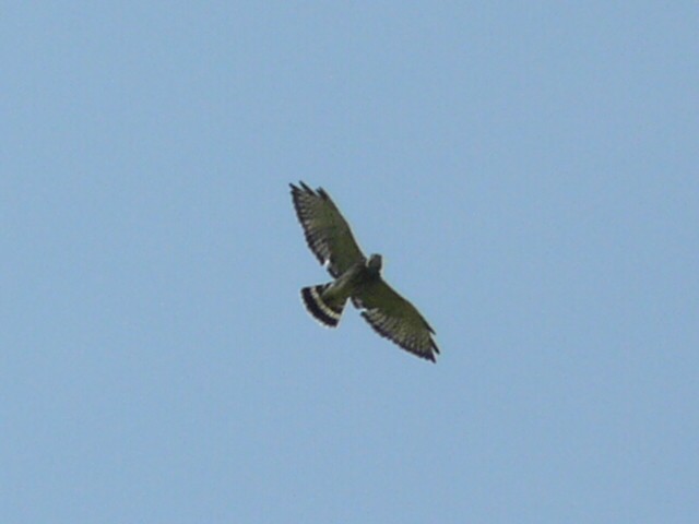 Broad-winged Hawk - ML173408651