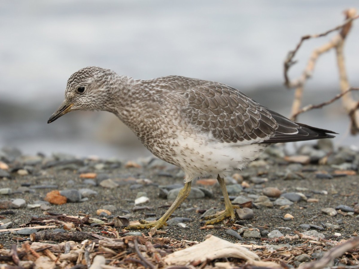 Surfbird - Suan Yong