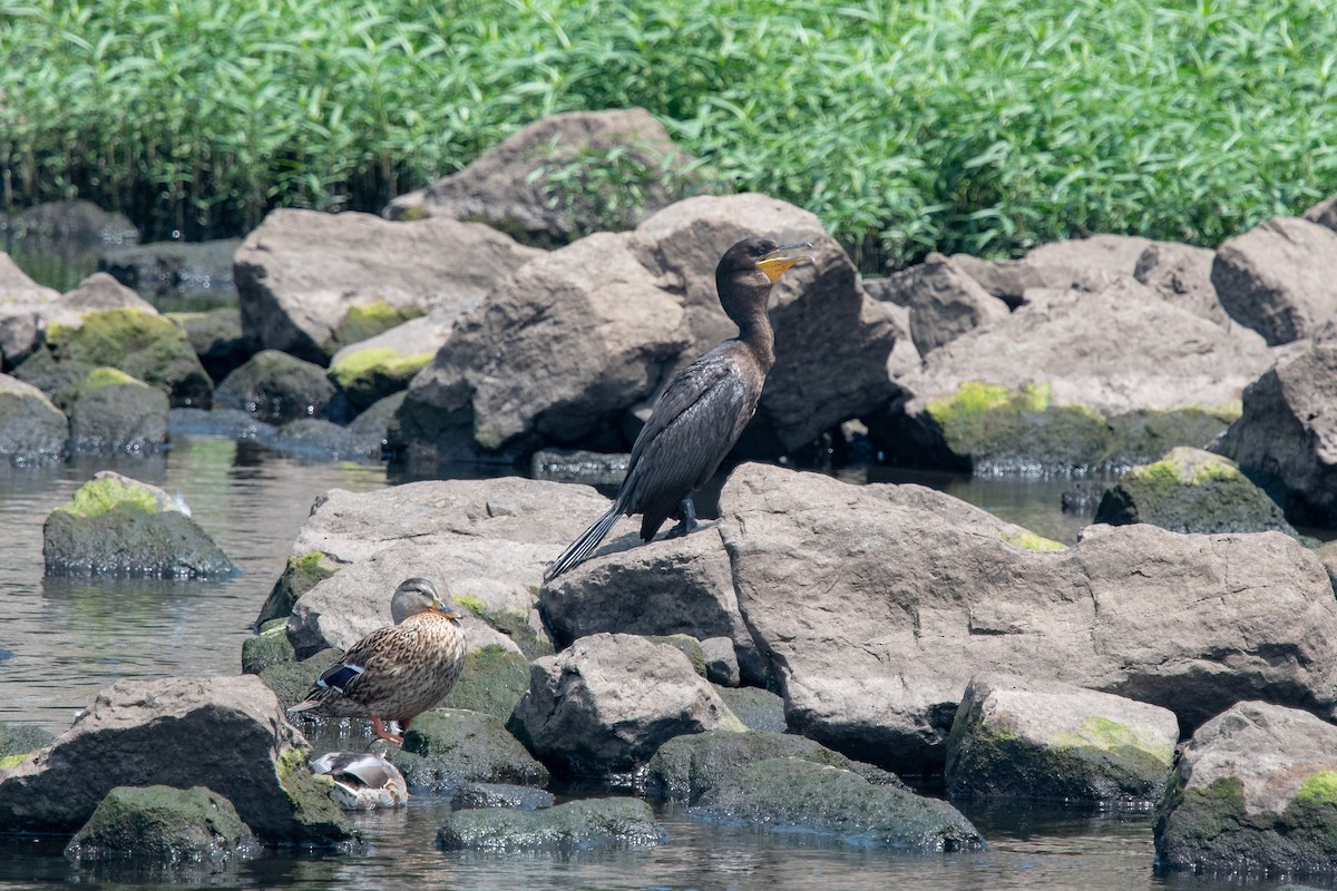 Neotropic Cormorant - ML173408941