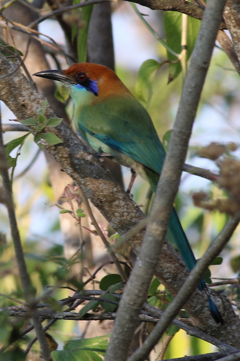 Motmot à tête rousse - ML173410831