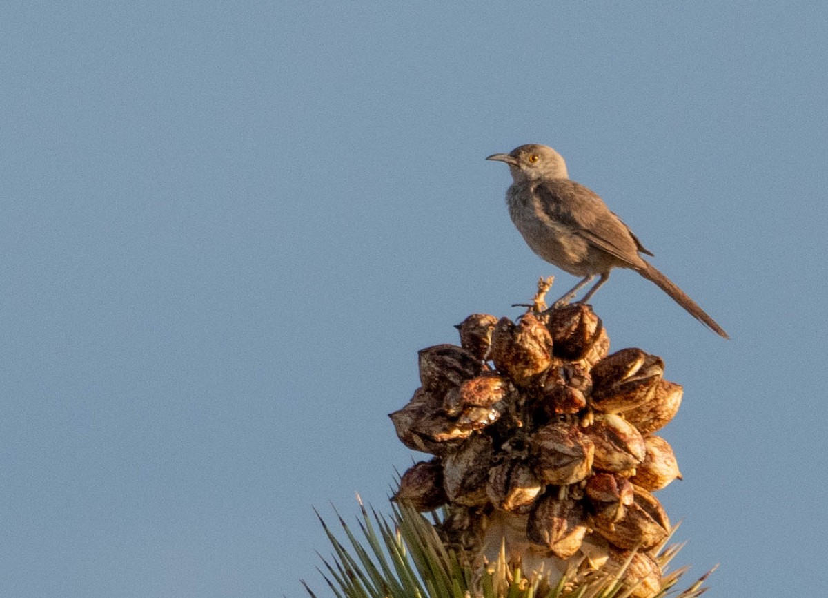 Bendire's Thrasher - Joseph Zeno