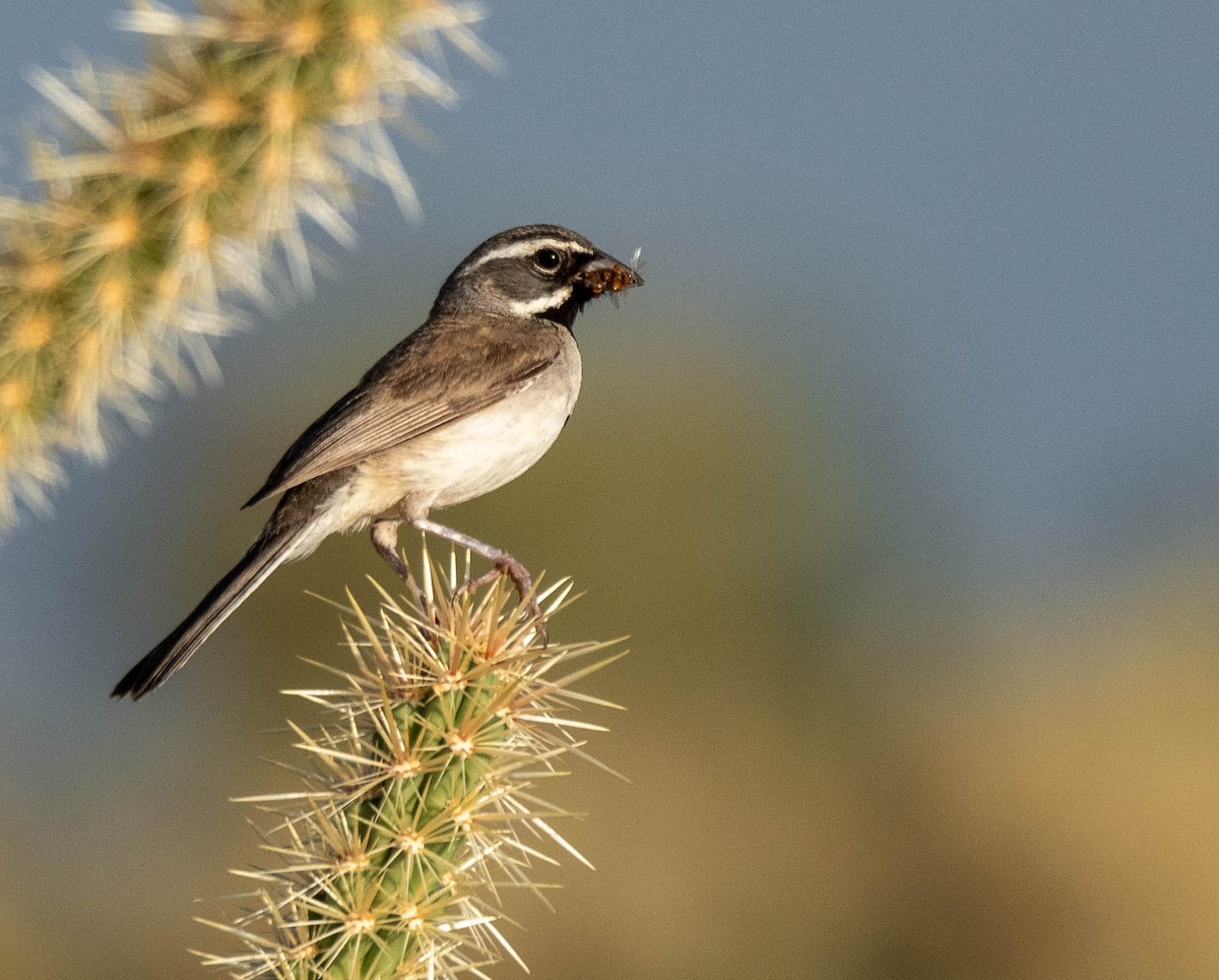 Black-throated Sparrow - ML173413541