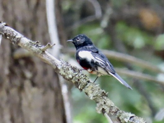 Painted Redstart - ML173415701