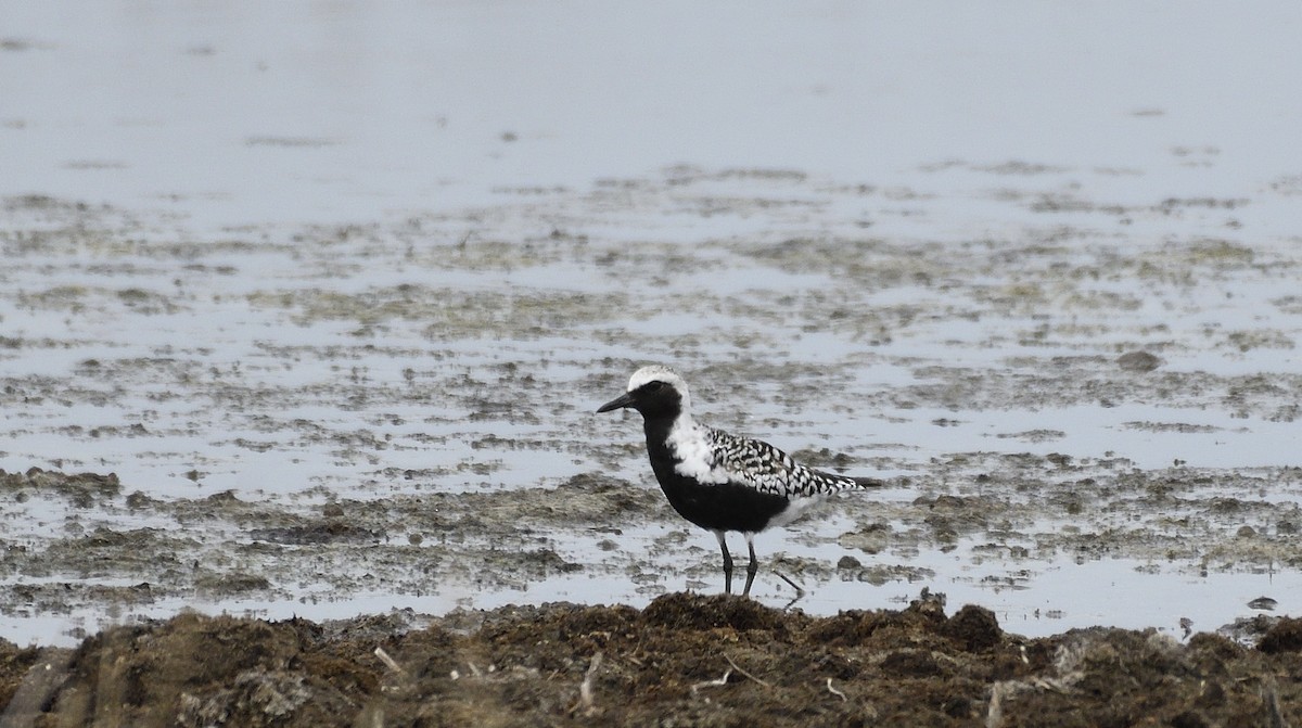 Black-bellied Plover - Steve Butterworth