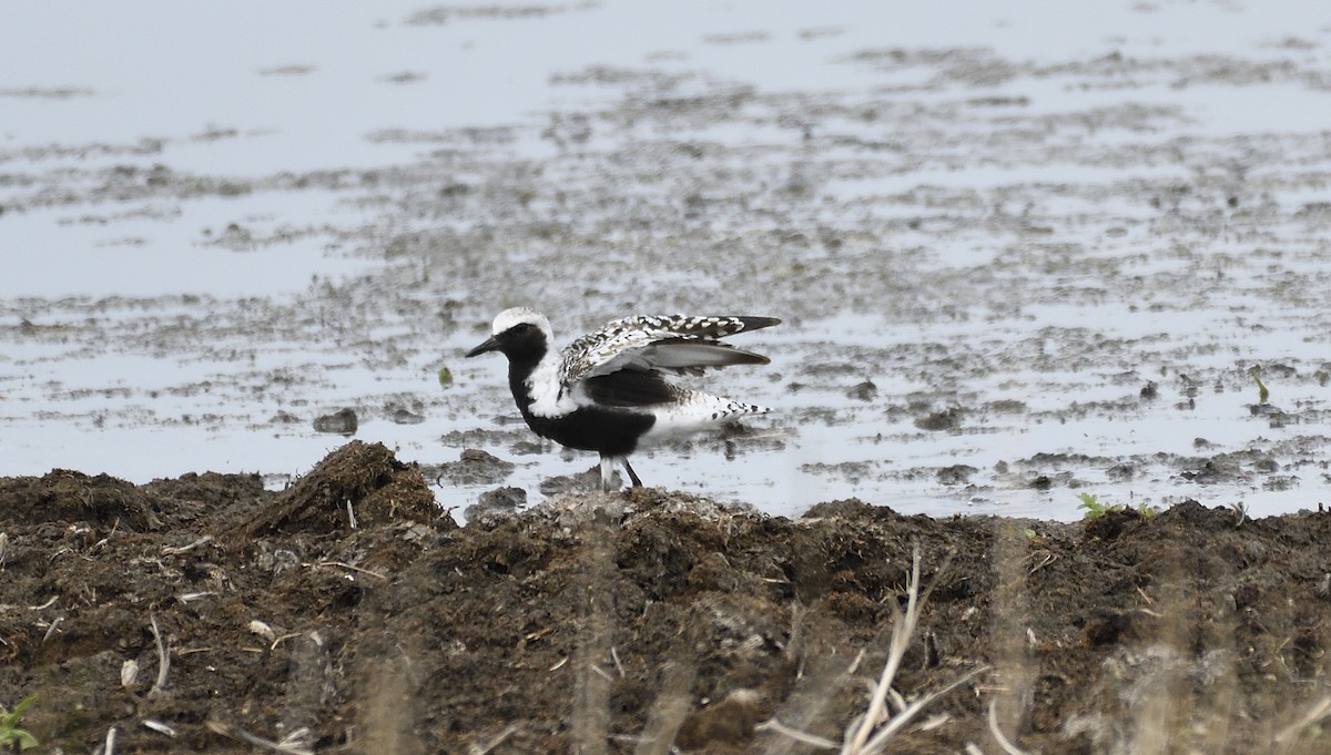 Black-bellied Plover - ML173415991