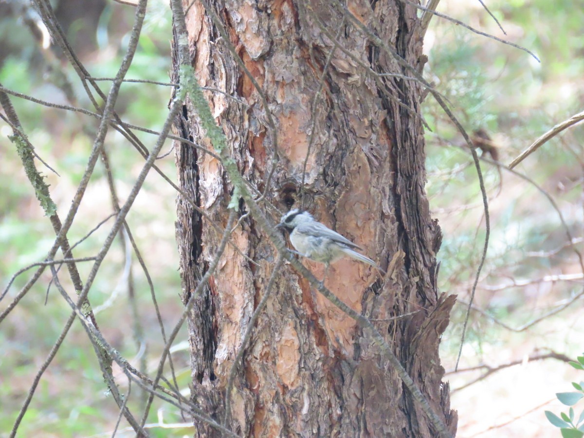 Mountain Chickadee - ML173416441