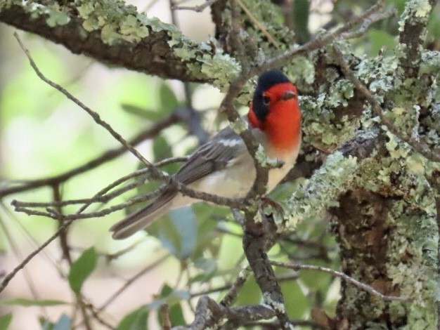 Red-faced Warbler - ML173416791