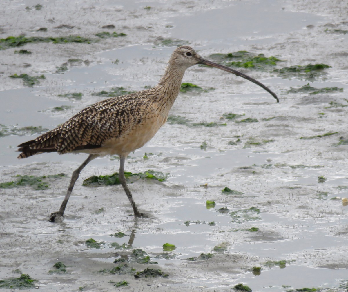 Long-billed Curlew - ML173416971