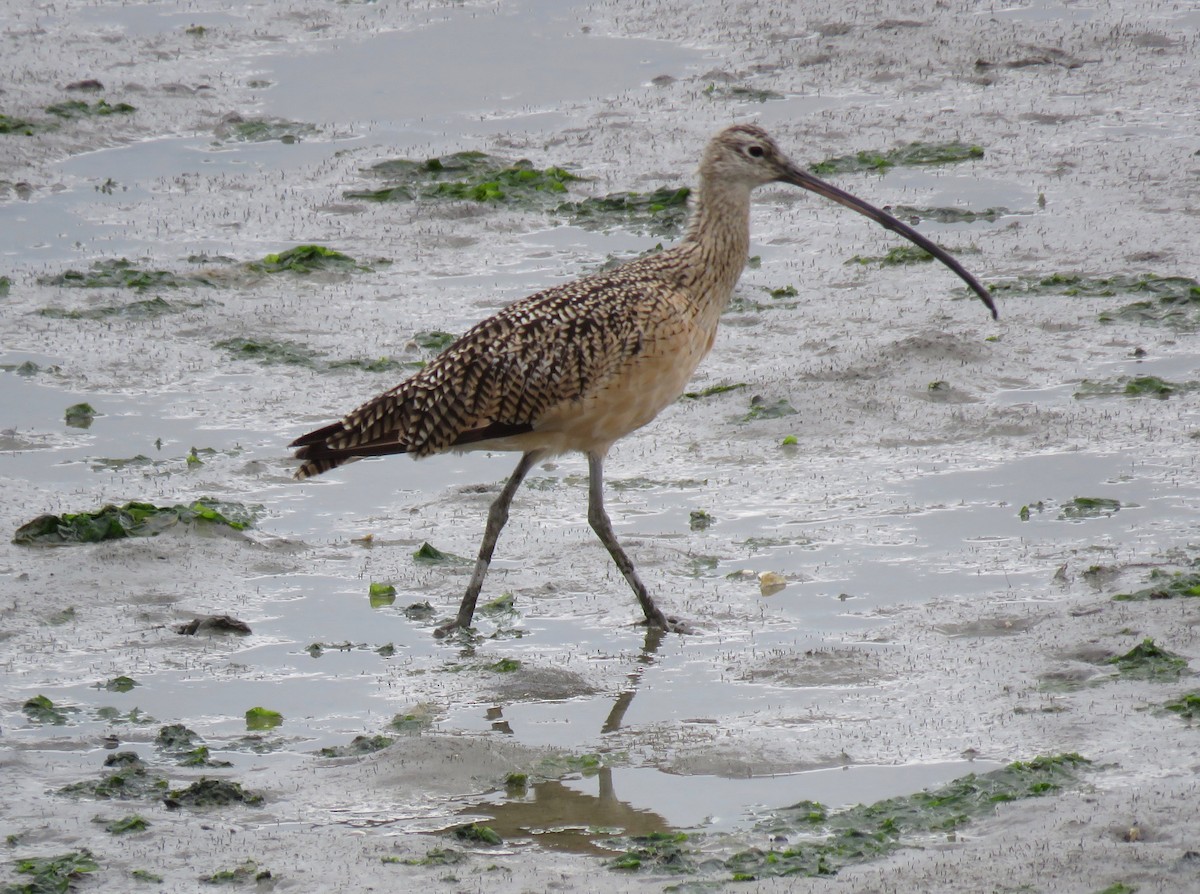 Long-billed Curlew - ML173416981