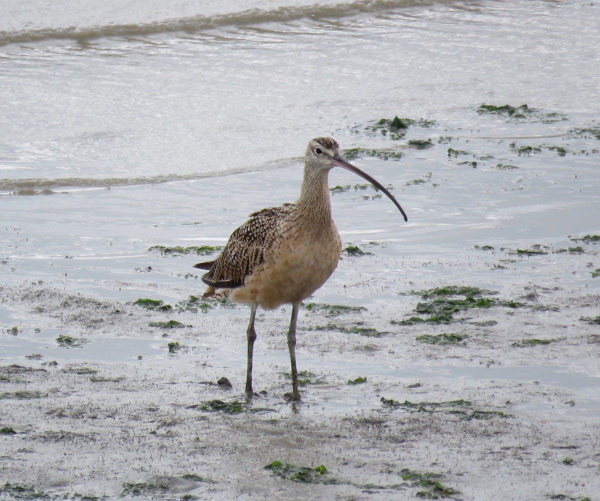 Long-billed Curlew - ML173416991