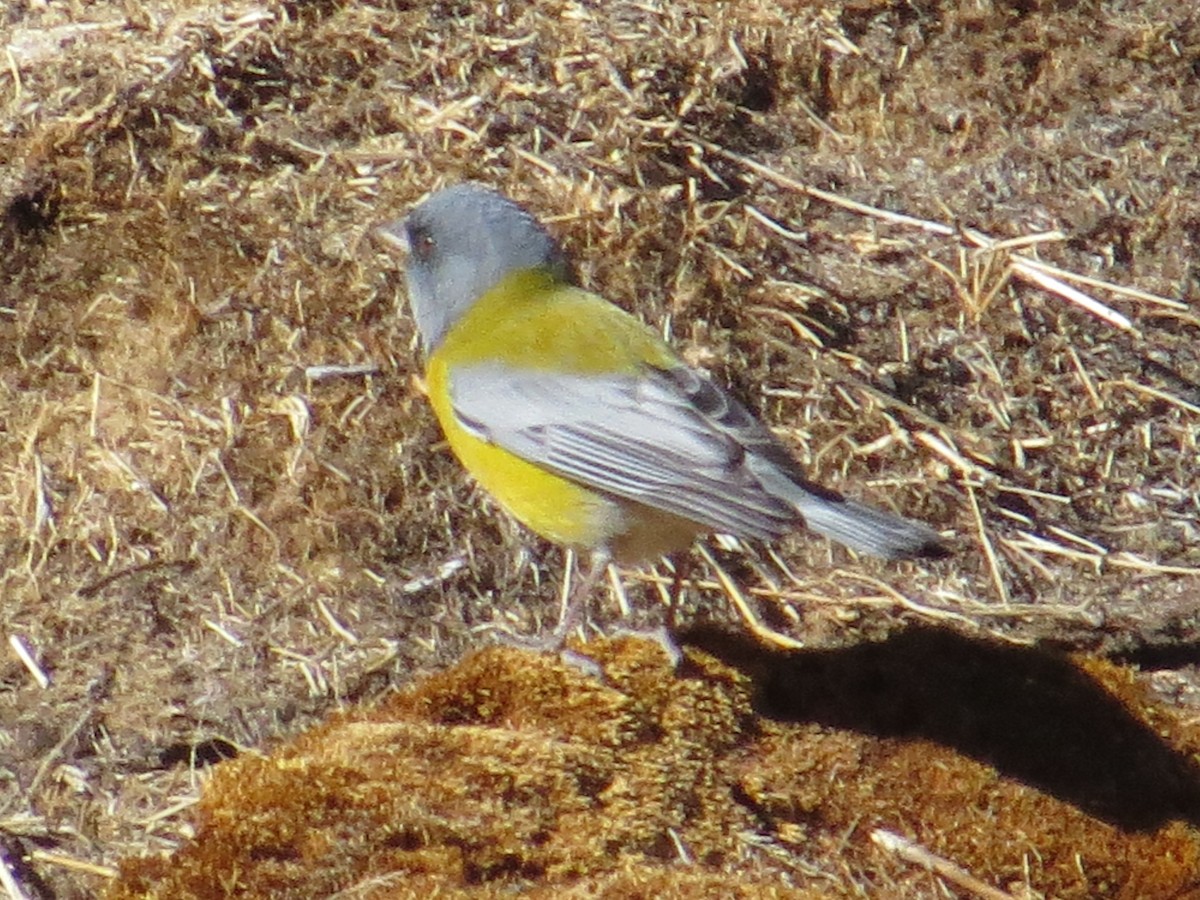 Gray-hooded Sierra Finch - ML173417591