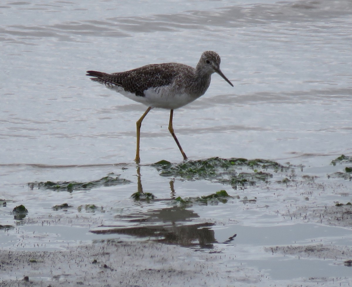 Greater Yellowlegs - ML173418031