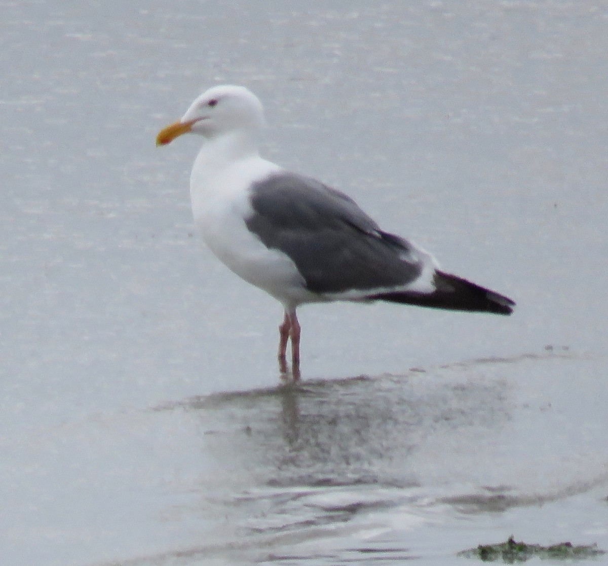 Western Gull - ML173418261