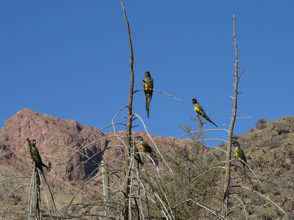 Burrowing Parakeet - ML173418941