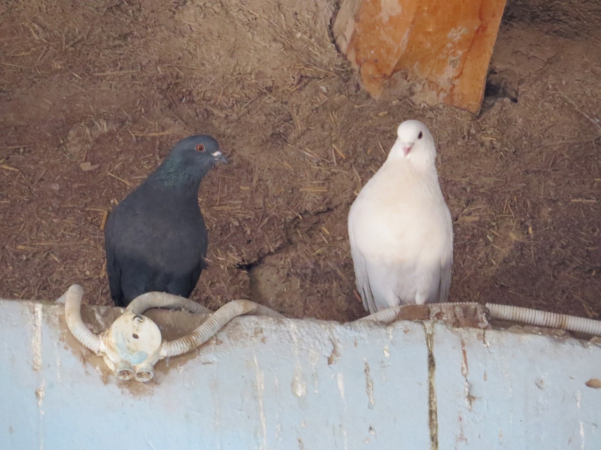 Rock Pigeon (Feral Pigeon) - ML173418961