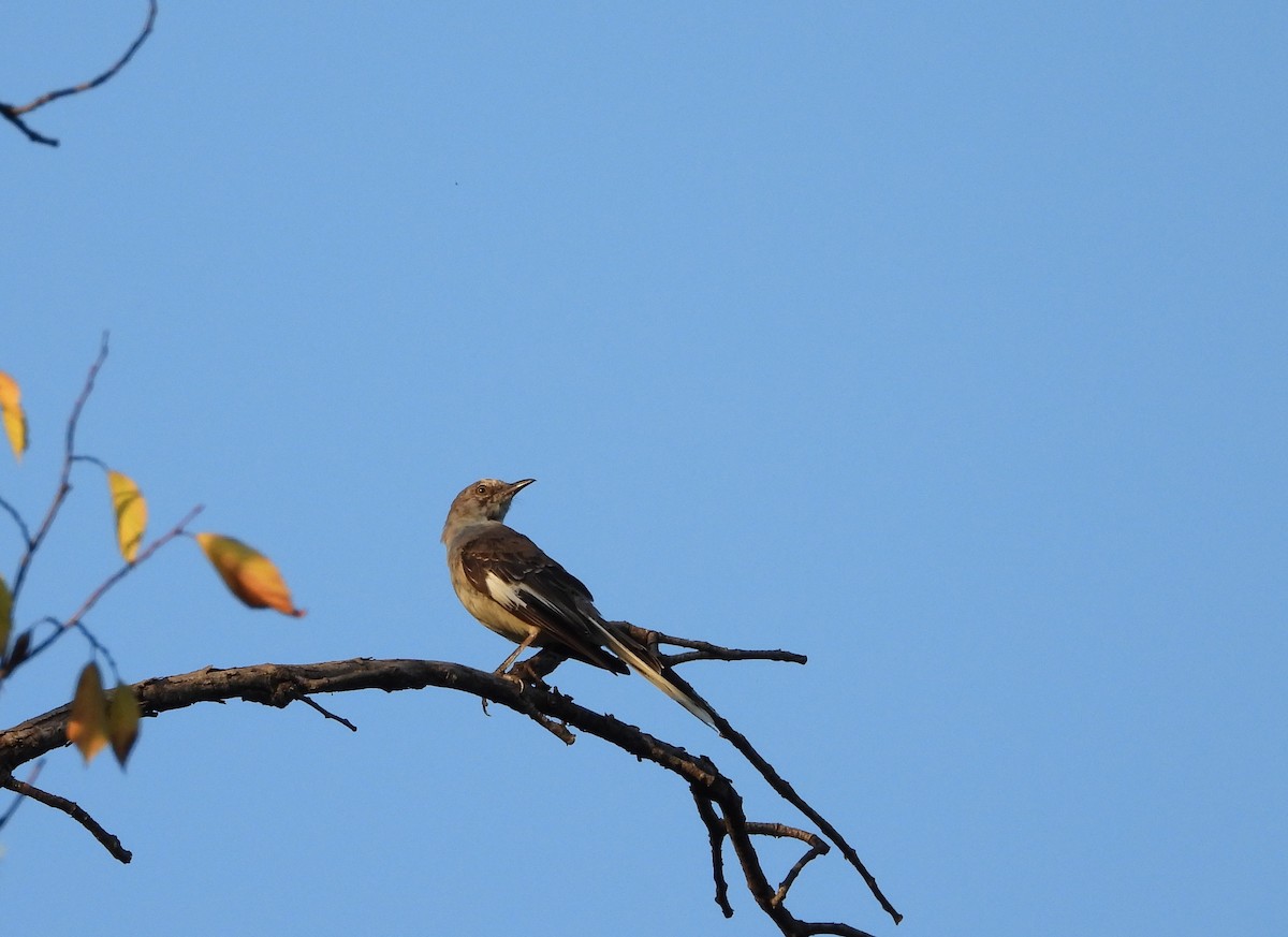 Northern Mockingbird - ML173419261