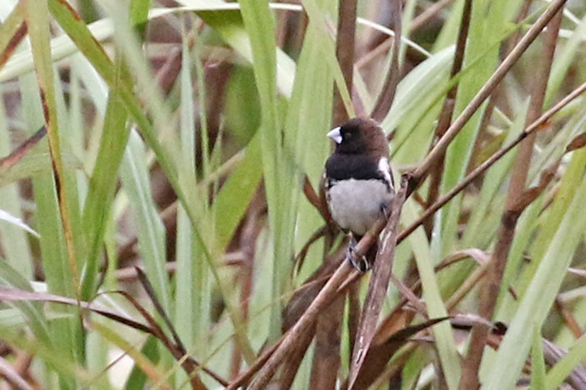 Black-breasted Munia - Charley Hesse TROPICAL BIRDING