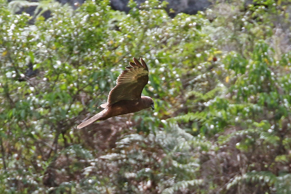 Papuan Harrier - ML173420551