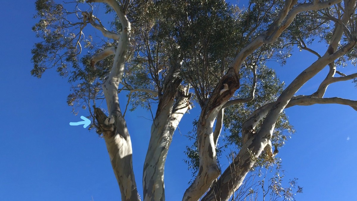 Cacatoès corella - ML173421931