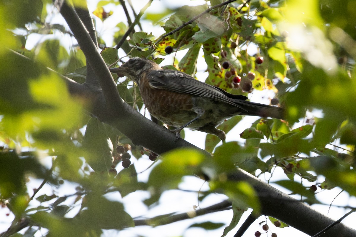 American Robin - John L