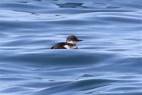 Pigeon Guillemot - ML173423311