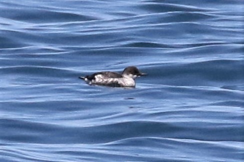 Pigeon Guillemot - ML173423321