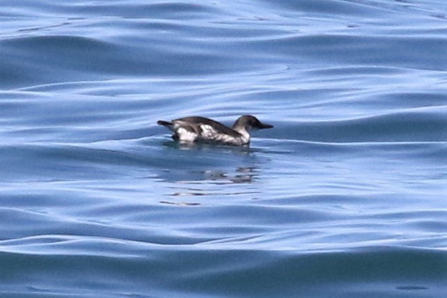 Pigeon Guillemot - Bob Friedrichs