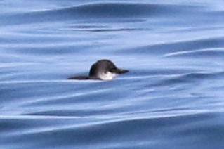 Pigeon Guillemot - ML173423341