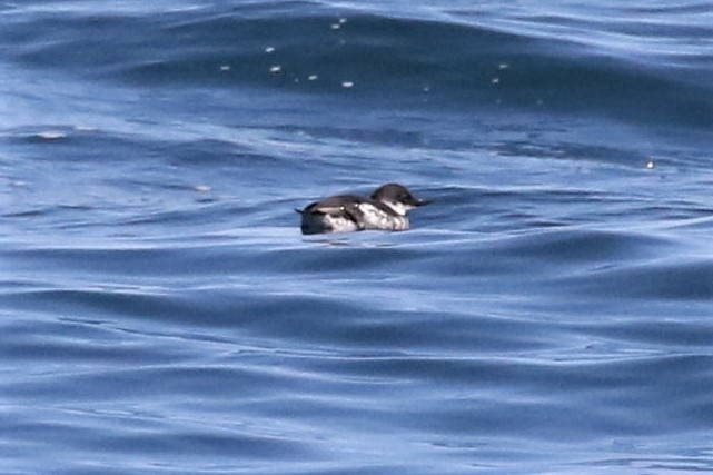 Pigeon Guillemot - ML173423351