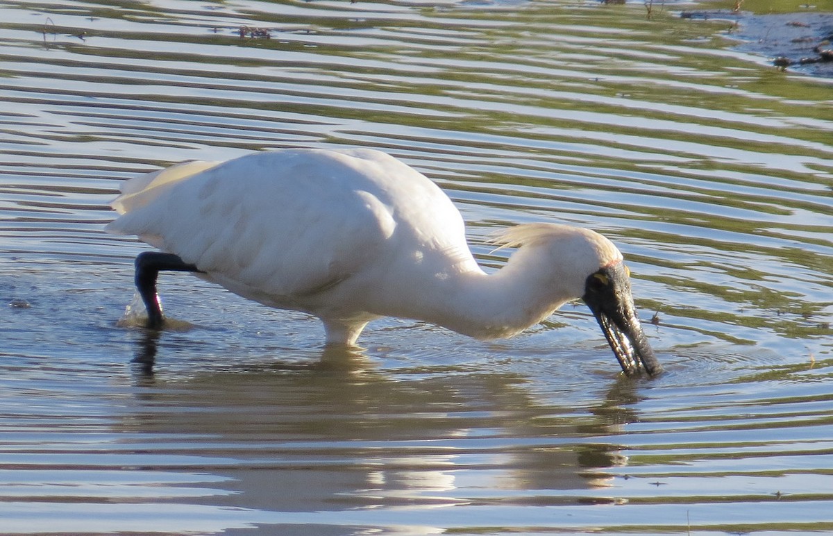 Royal Spoonbill - ML173423661