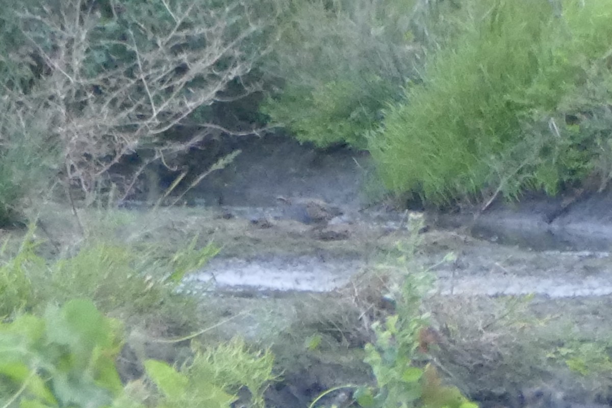 Buff-banded Rail - ML173424371