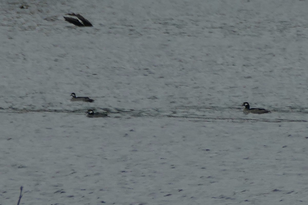 Green Pygmy-Goose - ML173424701