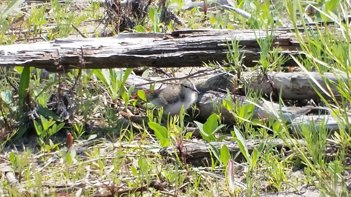 Spotted Sandpiper - Justin Berkheimer