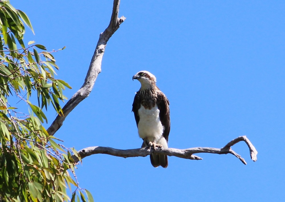 Osprey (Australasian) - Janine Duffy