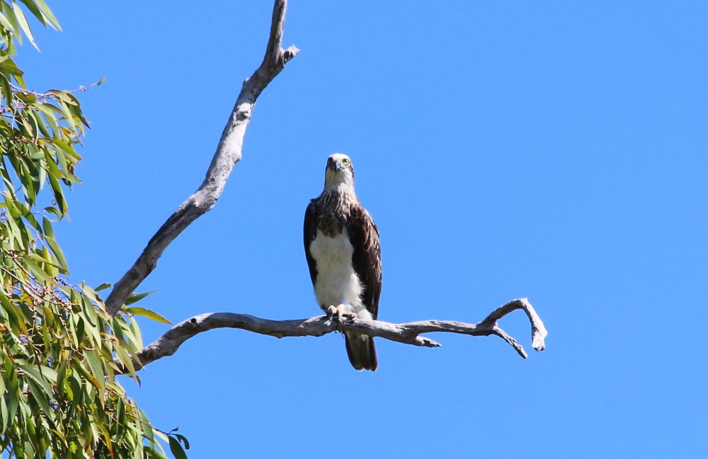 Águila Pescadora (Australia) - ML173425091